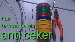 tips tempat makan burung lovebird anti tumpah//berantakan