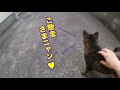 【野良猫 保護】初めての ちゅーる　野良猫に ちゅーる をあげてみた　野良猫が幸せになるまでの動画＃194　the first tullei gave tulle to stray cats