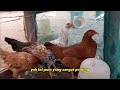 5 cara baru ternak ayam cepat panen