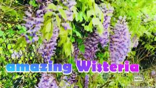 Amazing Wisteria purple vines.