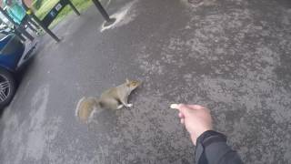 London Hyde Park Adorable and Hungry Squirrels