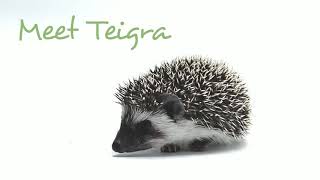 Meet Teigra ~ Baby Hedgehog
