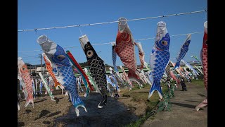 ☆★☆「加茂川を泳ぐ鯉のぼり」☆★☆ Carp streamer swimming in Kamo River ☆★☆ 2022年 4月28日 (木) の撮影です。 全4分17秒　BGM付