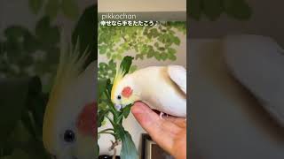 幸せなら手をたたこう♪ピッピッ✨✨オカメインコ が歌います💕