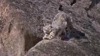 Rare Snow Leopard Sighting | Snow Leopard: Beyond the Myth | BBC Studios