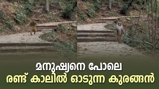 പരിണാമത്തിന്‍റെ പുതുവഴികള്‍'; കൈയൊടിഞ്ഞ കുരങ്ങന്‍ രണ്ട് കാലില്‍ ഓടുന്ന വീഡിയോ വൈറല്‍