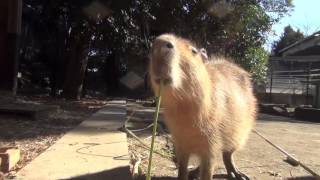 カピバラ　優柔不断　大宮公園小動物園