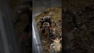 Flame knee tarantula feeding [brachypelma auratum]