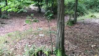 Picking mushroom russula virescens. Edible mushroom