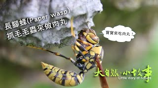 長腳蜂Paper wasp抓毛毛蟲來做肉丸 #nature #insects #bees #wasp #Taiwannature