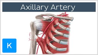 Axillary Artery - Location \u0026 Branches - Human Anatomy | Kenhub