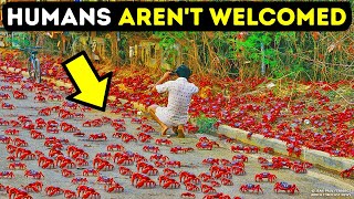 Island Where 100 Million Crabs Turn the Ground Red Under Your Feet