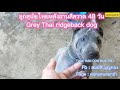 ลูกสุนัขไทยหลังอานสีสวาด Grey Thai ridgeback dog #puppy #doglover #animals #pets