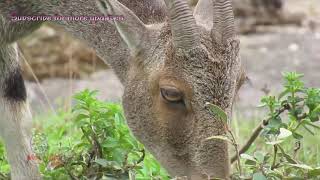 മഞ്ഞുമലകളും വരയാടുകളും | Eravikulam National park | Place to visit in kerala