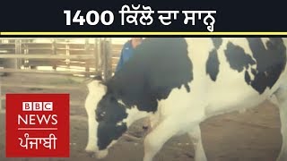 This giant cow weighs 1400 kilograms |  BBC NEWS PUNJABI