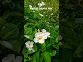 asystasia gangetica alba wild flowers in sibuyan island philippines.