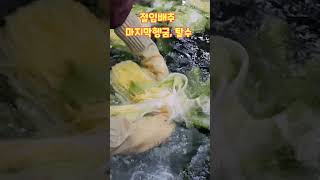 절임배추 마지막세척  탈수 #shorts