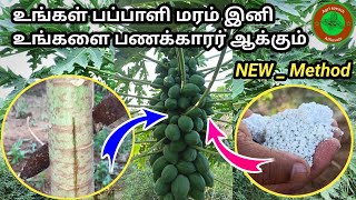 உங்கள் பப்பாளி மரம் இனி கொத்து கொத்தாக பணம்🤑காய்க்கும்❗#agriculture #organic #fertilizer #papaya