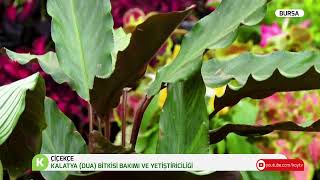 ÇİÇEKÇE | KALATYA (DUA) BİTKİSİ VE YETİŞTİRİCİLİĞİ