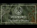 Mugwort: The Herb of Dreams