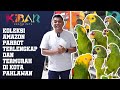 LUAR BIASA!!! KOLEKSI AMAZON PARROT TERLENGKAP DAN TERMURAH DI SURABAYA. KEPOIN APA AJA KOLEKSINYA..