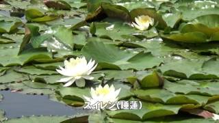 30秒の心象風景10797・水面を彩る～衆楽園・睡蓮～