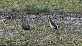 Lapwing Display