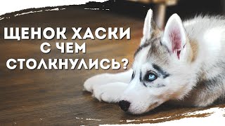 ЩЕНОК ХАСКИ с чем столкнулись? Пообщаемся? | Байкал