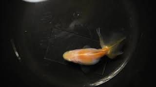 土佐錦魚 当歳魚 更紗タイプの　№3 の様子。 【2020-10-10】