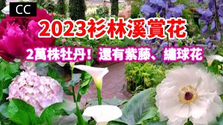 【杉林溪攻略】全年賞花交通餐飲季節懶人包 #賞花 #台湾旅行 #繡球花 #紫藤花 #藤の花 #牡丹 #賞櫻 #賞楓