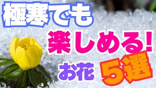 凍てつく寒さもなんのその！凍っても、雪が降っても、北風ビュービューでも楽しめるお花5選！