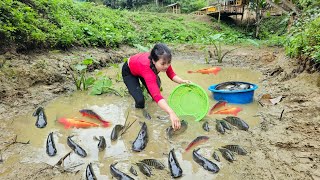 Harvesting fish in small pond and growing watermelons | phungthithu