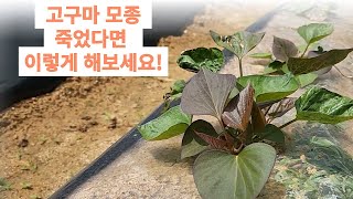 주말농장 고구마 모종 잘 살까요? 혹시 죽었다면 이렇게 해보세요!