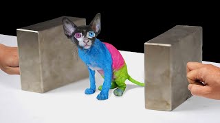 Super Magnets meets Cat [ TRY NOT TO GET SATISFIED ! 😍 ]