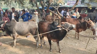 @আজ৮ ফেব্রুয়ারী  ২৫ | ঢাকার ভাই এর অনুপস্থিতে কেমন দামে কিললেন মাংসের ষাঁড় গরুর দাম | আফতাবগঞ্জ হাট