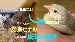 シナモン文鳥のヒナ 生後21日〜31日の成長具合 JavaSparrow