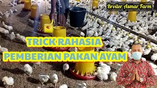 TRIK RAHASIA PEMBERIAN PAKAN AYAM BROILER