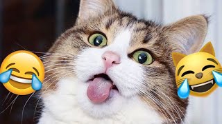 ๐คฃ Animales Chistosos Perros y Gatos ๐บ๐ถ Recopilaciรณn de Videos de Perros y Gatos