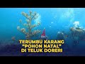 Terumbu Karang  Pohon Natal  Di Teluk Doreri, Manokwari