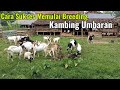 Cara Sukses Breeding Kambing Sistim Umbaran