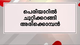 പെരിയാറിൽ ചുറ്റിക്കറങ്ങി അരിക്കൊമ്പൻ - മിന്നൽ വാർത്തകൾ