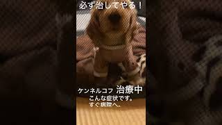 ケンネルコフの症状 kennel cough cocker spaniel puppy #shorts