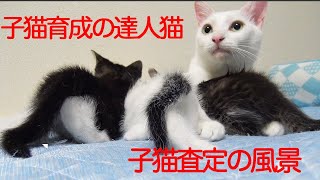 珍妙ウチューネコ、お嬢様子猫姉妹を査定する My spacecat was wacthing the rescued kittens