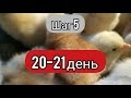 Автоматический инкубатор best 100 100% выводок 🐣 ДЛЯ НОВИЧКОВ