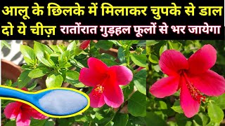 HIBISCUS PLANT CARE.Hibiscus plant growing tips.Best homemade fertilizer for hibiscus. gudhal.गुडहल.