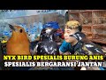 SPESIALIS BURUNG ANIS BERGARANSI JANTAN DAN BURUNG KENARI GACORAN SERI F KIOS NYX BIRD/KIOS IMAM