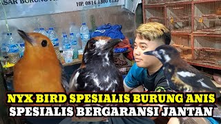 SPESIALIS BURUNG ANIS BERGARANSI JANTAN DAN BURUNG KENARI GACORAN SERI F KIOS NYX BIRD/KIOS IMAM