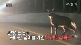 고라니인 줄 알았는데?? 도로 위에 나타난 뜻밖의 동물, KBS 201221 방송