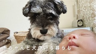 【赤ちゃんと犬】生後1ヶ月の赤ちゃんが大好きすぎるミニチュアシュナウザー