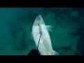 spearfishing for mulloway jewfish on coastal headlands